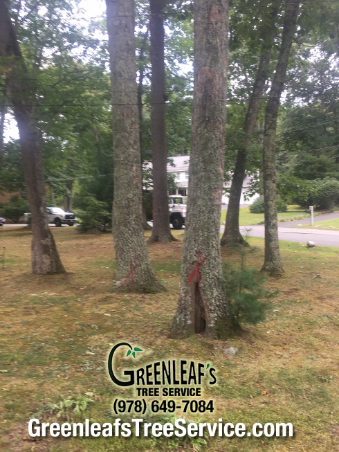 Greenleaf's Tree Service Photo