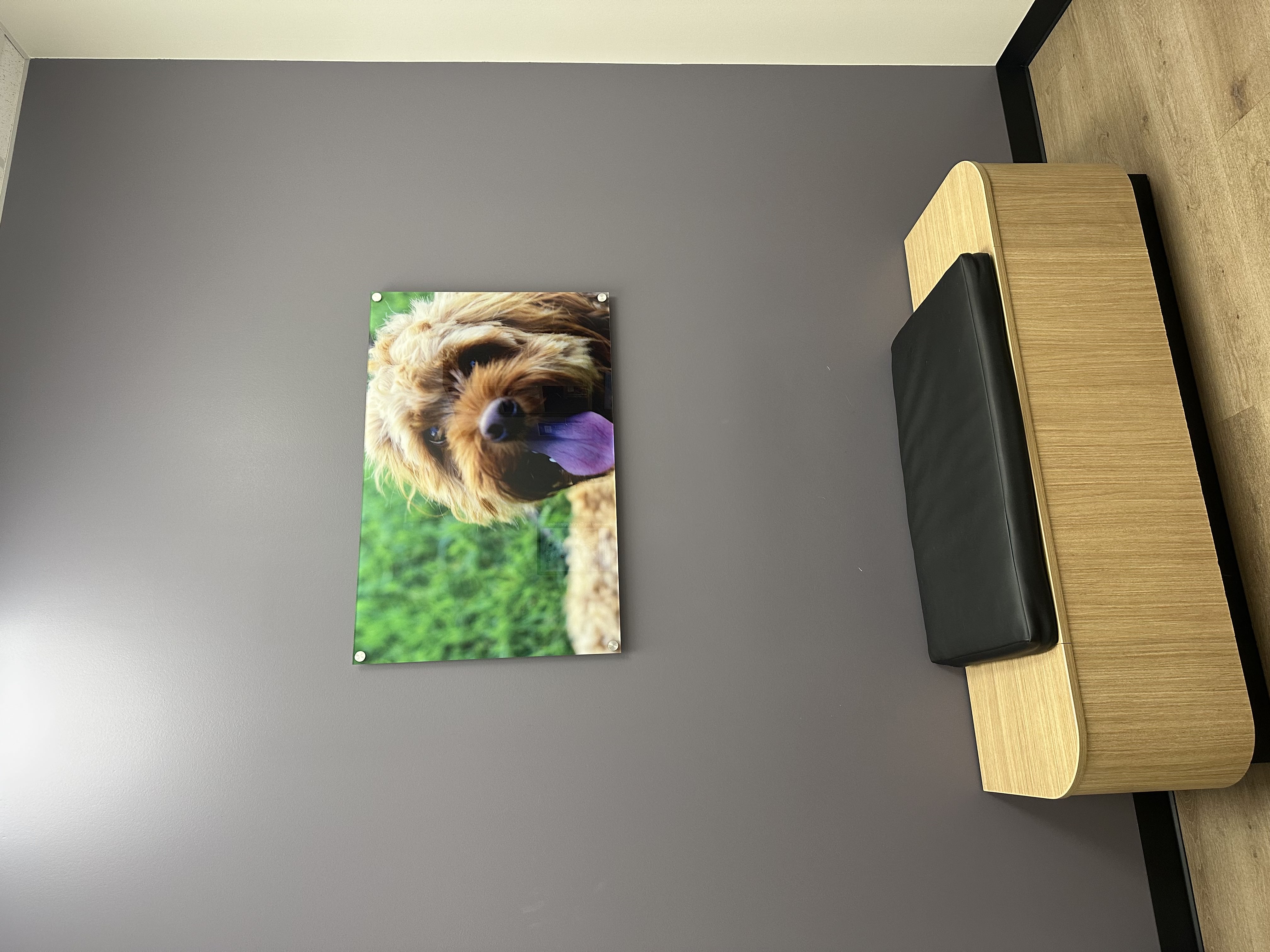 CityVet | Northlake exam room