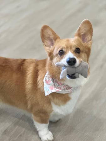 Images Paws Up Pet Grooming