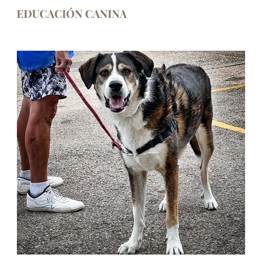 Images Dogtown Guardería Canina