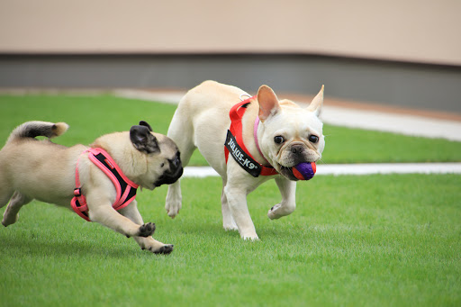 Images ケアホームPooch