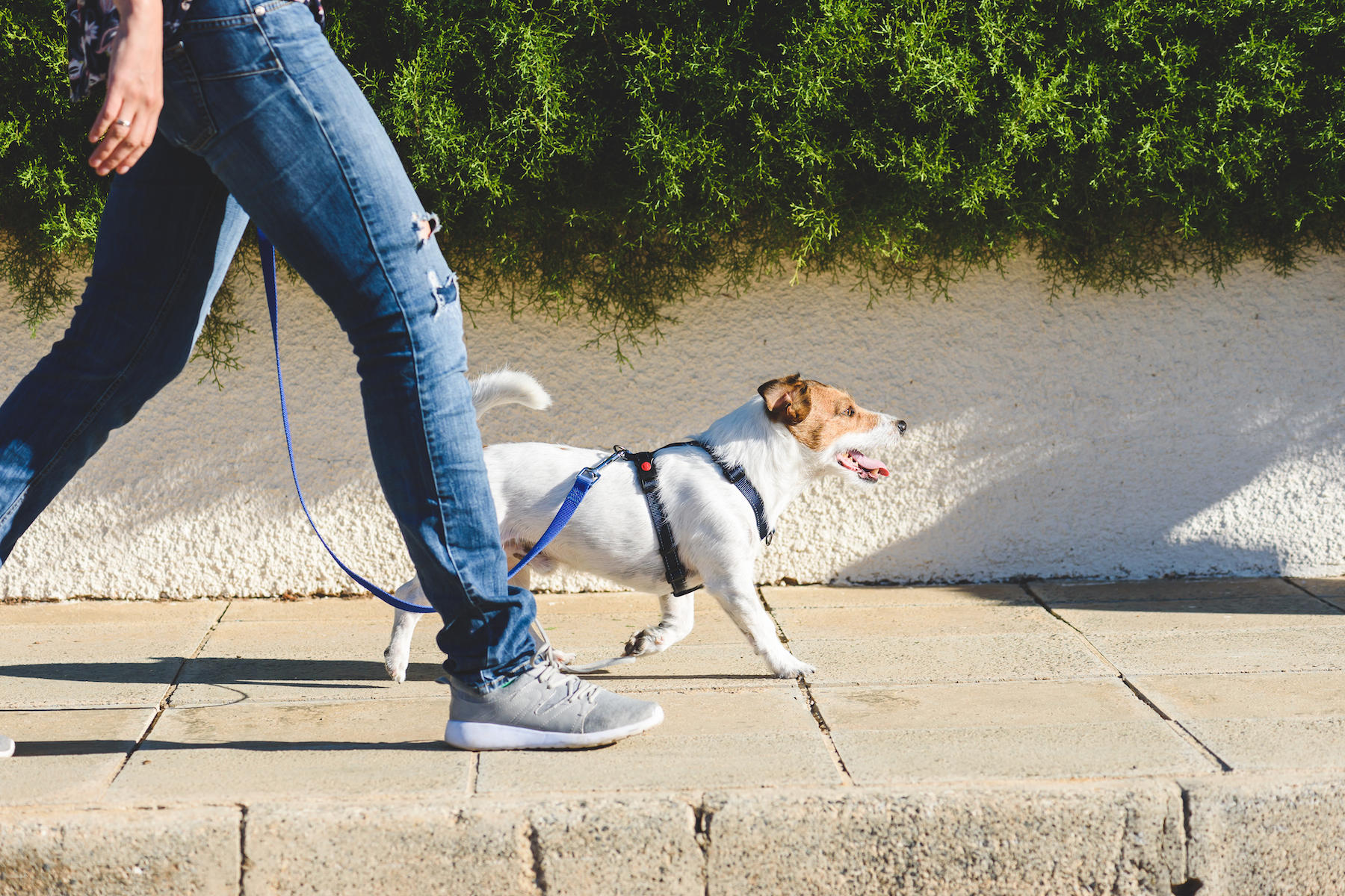 Does Your Dog Need More Exercise? Try These Tips