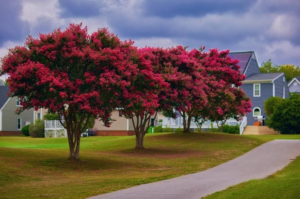 Images GQ Landscaping & Lawn Care Services