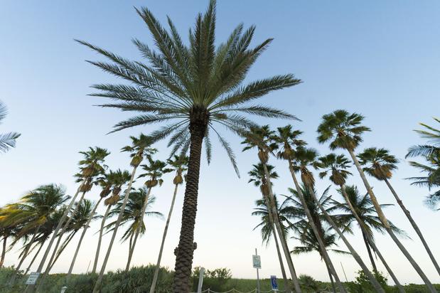 Images The Broadmoor Miami Beach