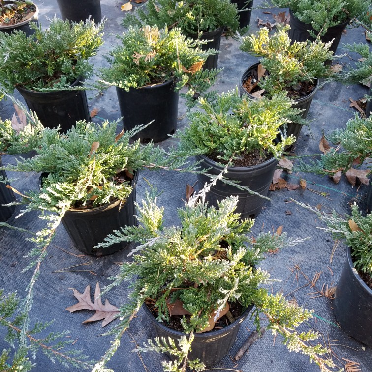 Don't forget our ground cover plant sale! Shown here are our Blue Rug Juniper. Fast growing, drought & heat tolerant. Call today for expert help!