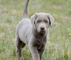 Images Dog Pawpa K9 Connection