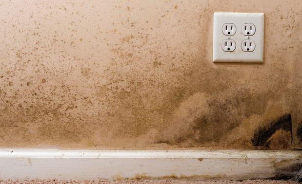 Images Five Point Restoration