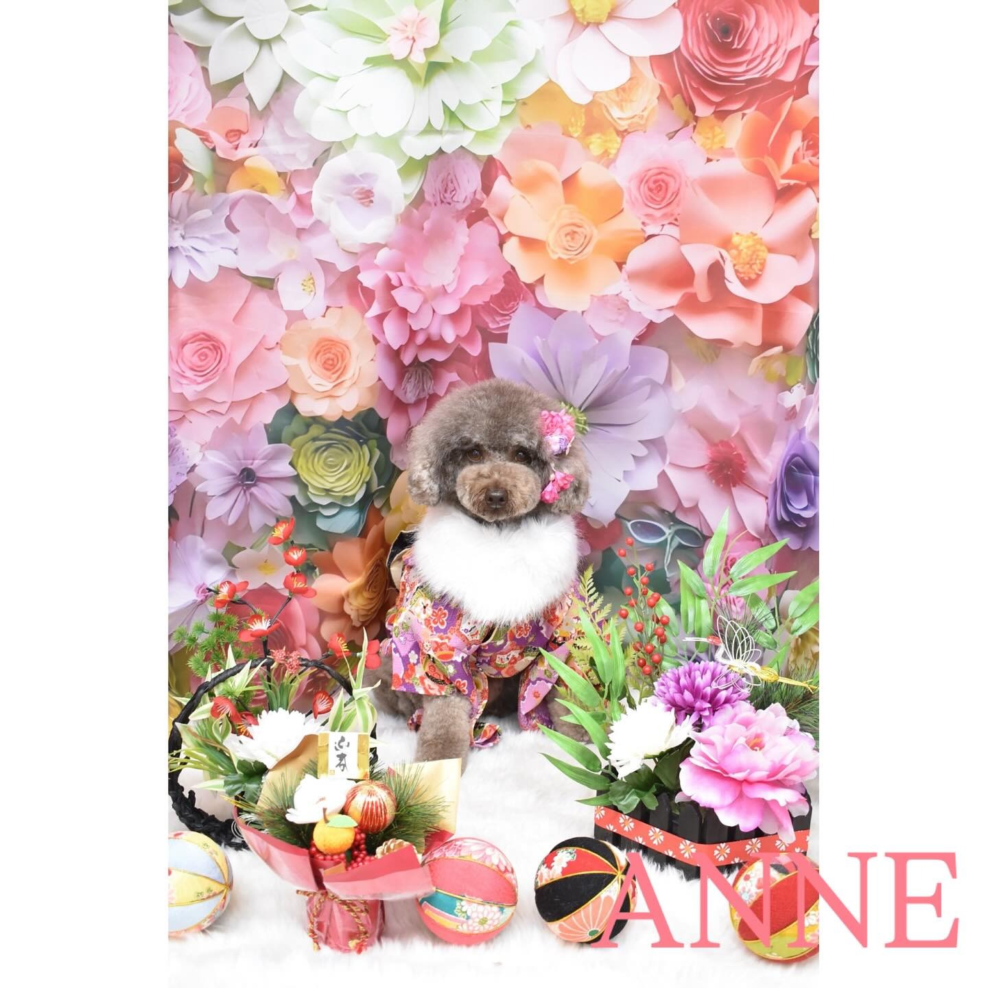 Images わんわんスタイルANNE