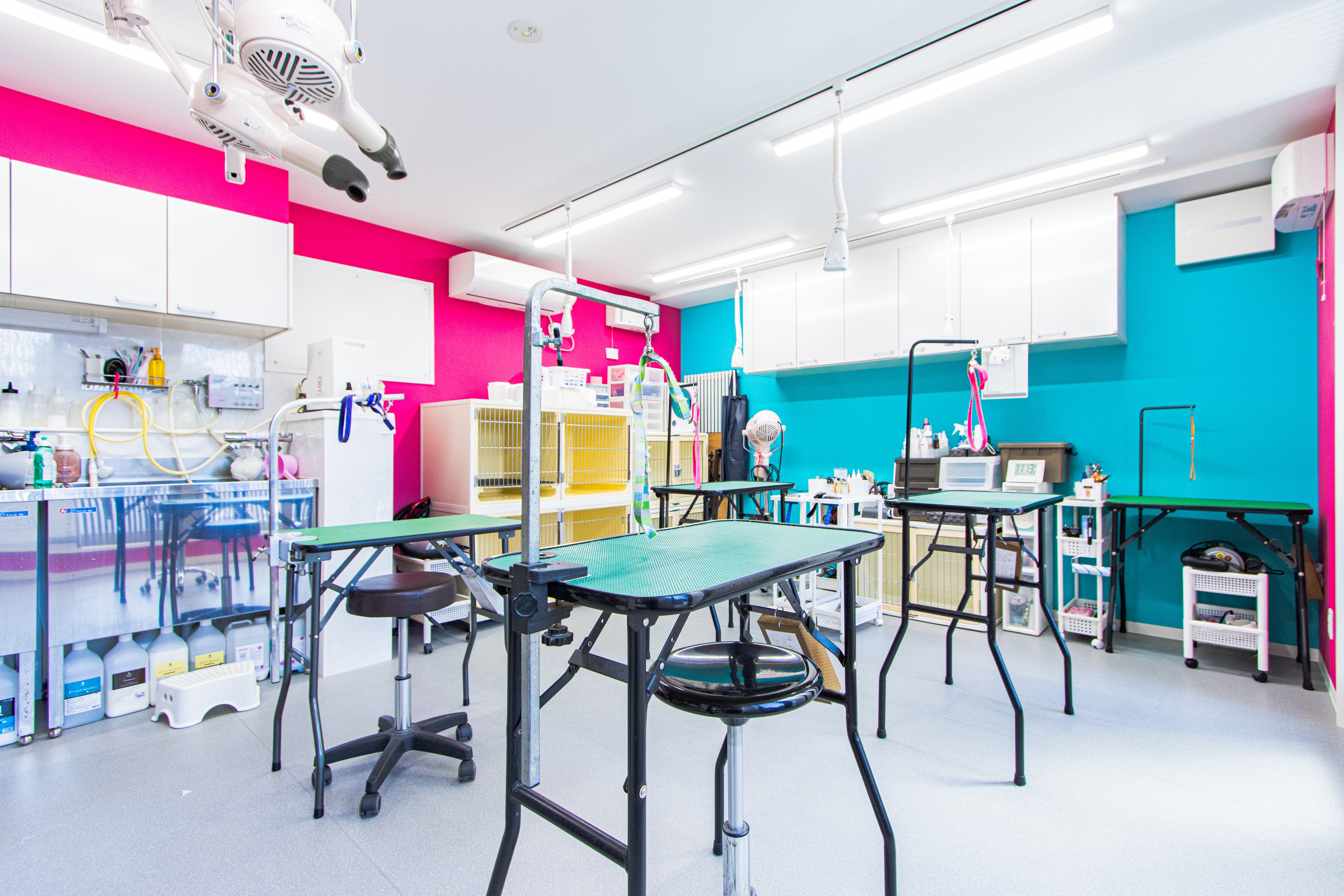 Images アイリス動物医療センター