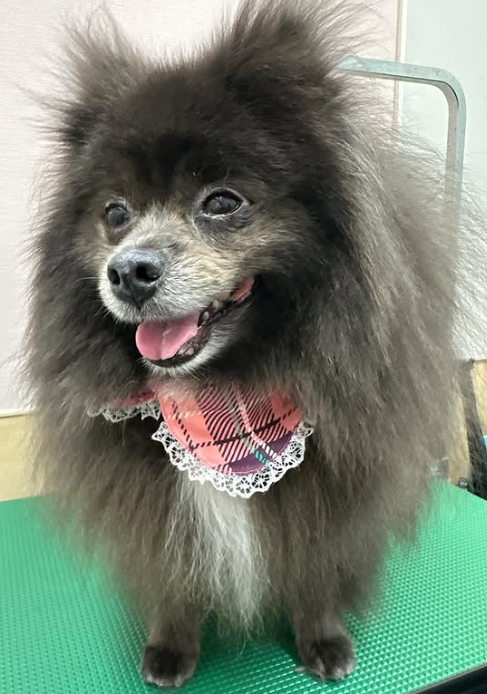 Images 埼大通りどうぶつ病院