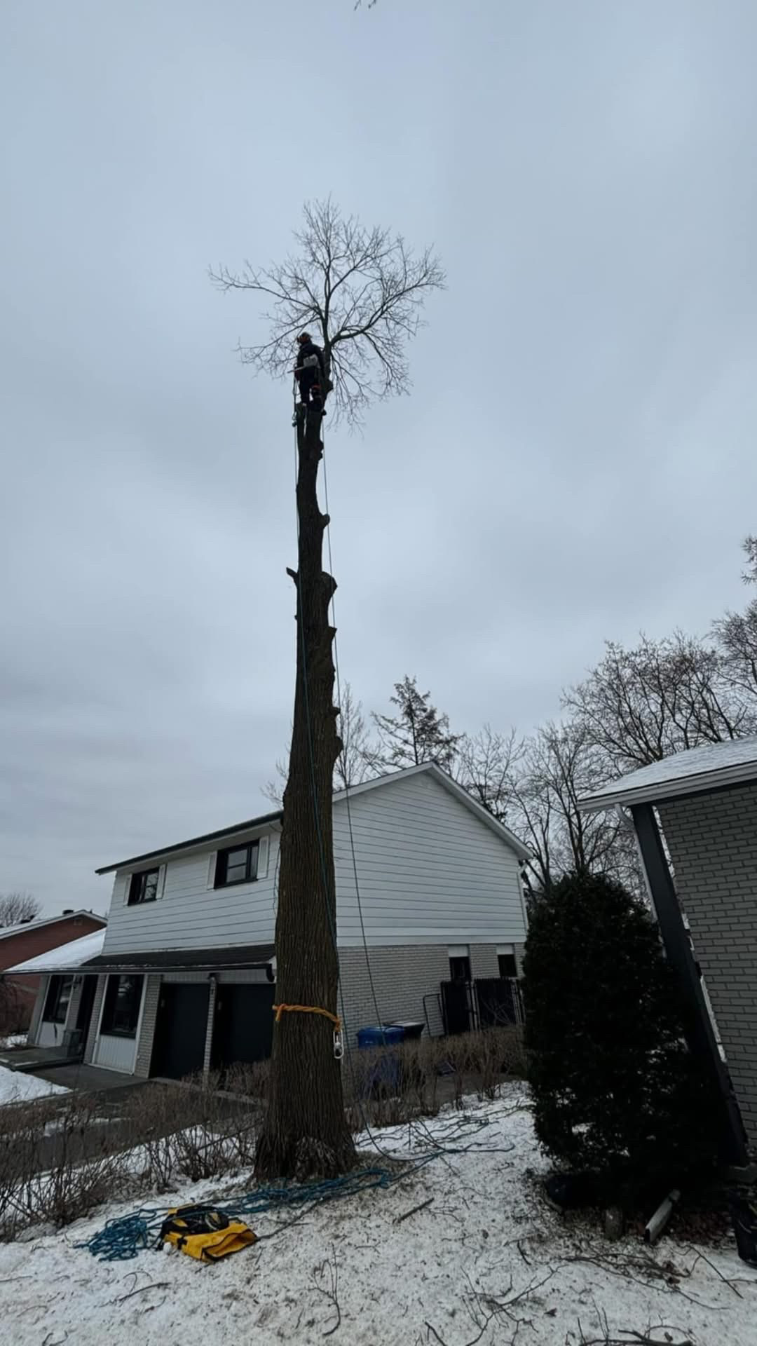 Images Service Entretien Arbres PL - Élagueur