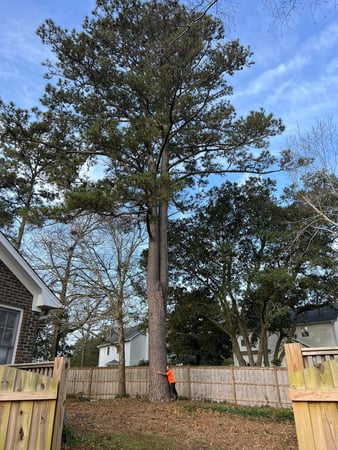 Images A Cut Above Tree Experts