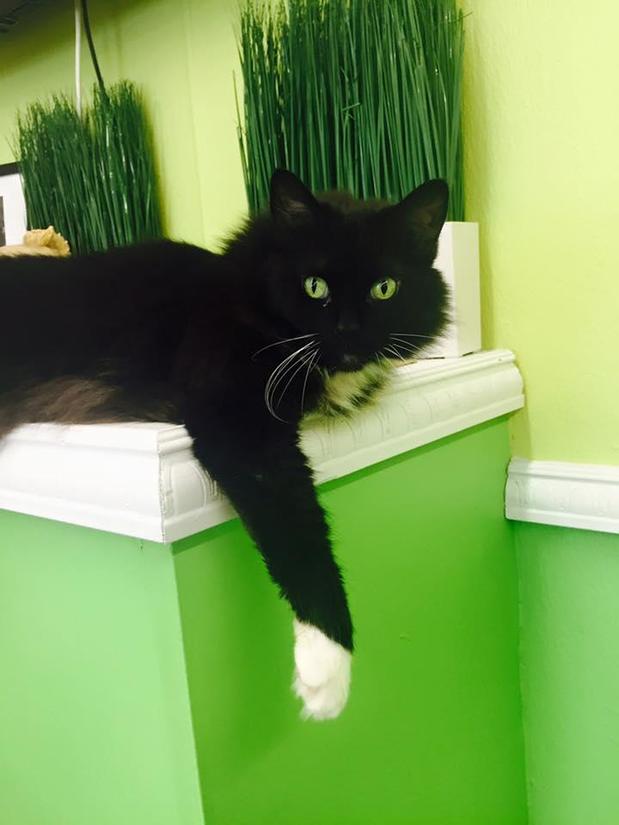 Pamper Your Pet Dog Grooming in Verona, 133 Bloomfield Avenue - Dog Grooming in Verona - Opendi