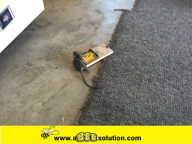 Images A Bee Solution