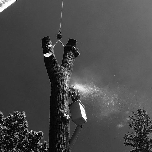Images Eugene M Brennan Tree Service Llc