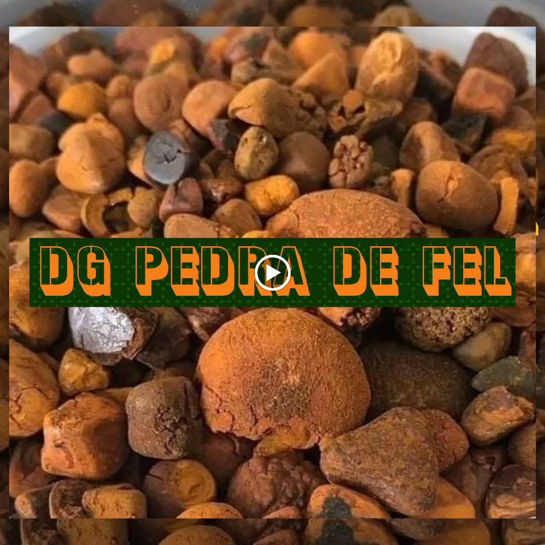 Images Dg pedras de fel bovinos