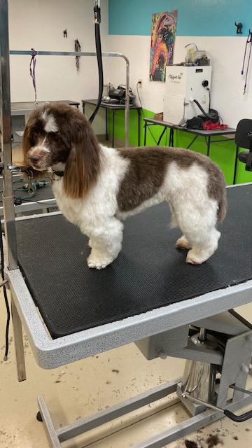 Images Aly Jane's Pretty Pup Salon