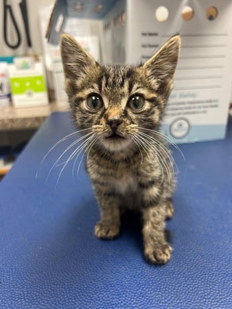 Images VCA Green Animal Hospital