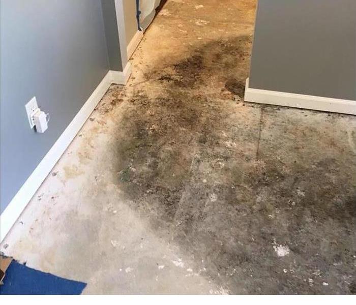 A property management company asked us to find the source of a musty odor. We concluded that the carpet and underlayment were the source of the odor. We were told to remove the carpet and carpet pad. Carpet cleaning vendors had over wetted the carpet several times causing mold to grow on the wood sub floor. Cleanup and new carpet and the problem was solved. Call SERVPRO at 650-591-4137 for solutions to odor problems.