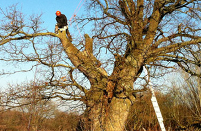 Images Dave Smith Tree Care and Woodland Management