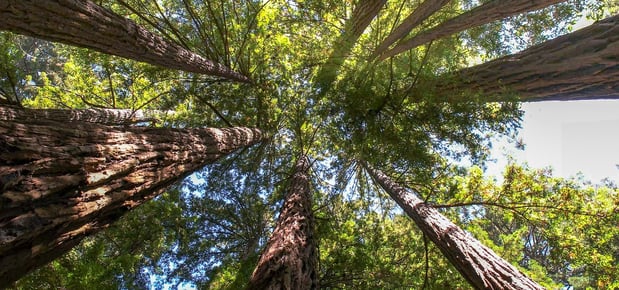 Images 4 Seasons Tree Service