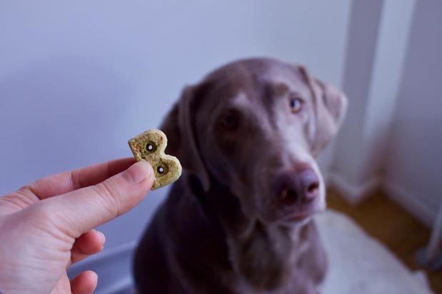 Images Woof Gang Bakery and Grooming Sugar Land