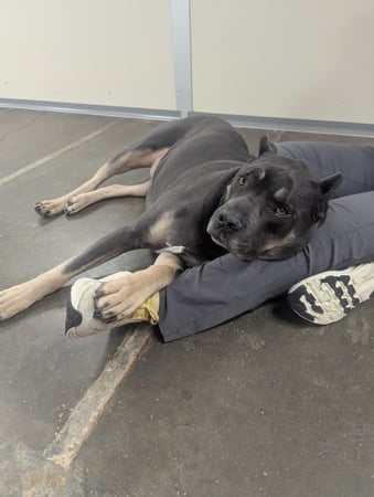 Images VCA Avondale Veterinary Hospital