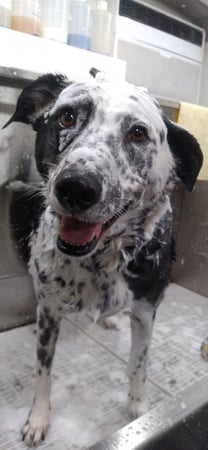 Images Paws & Bath Mobile Dog Grooming