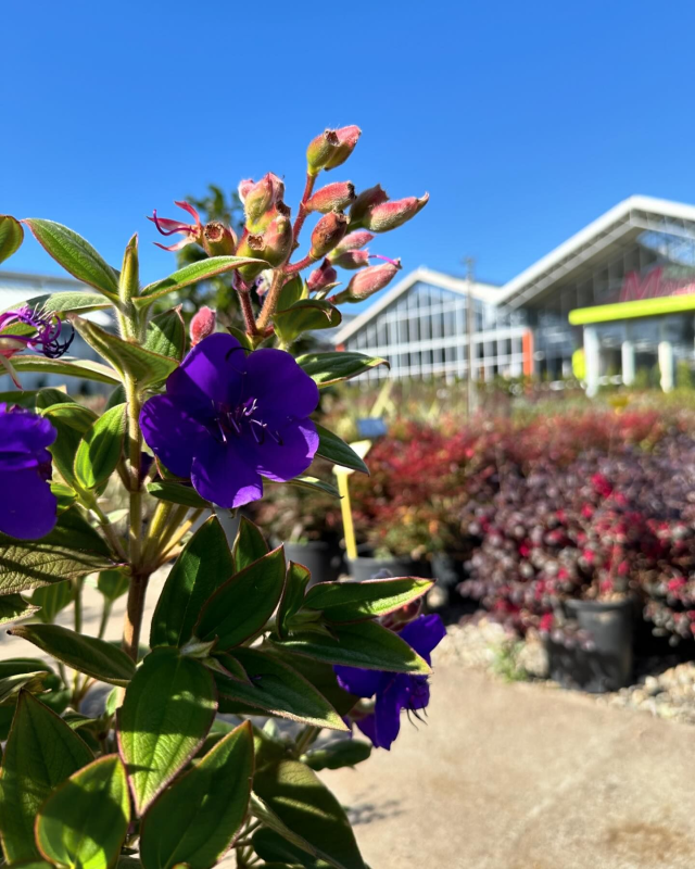 Images Piante Macri'