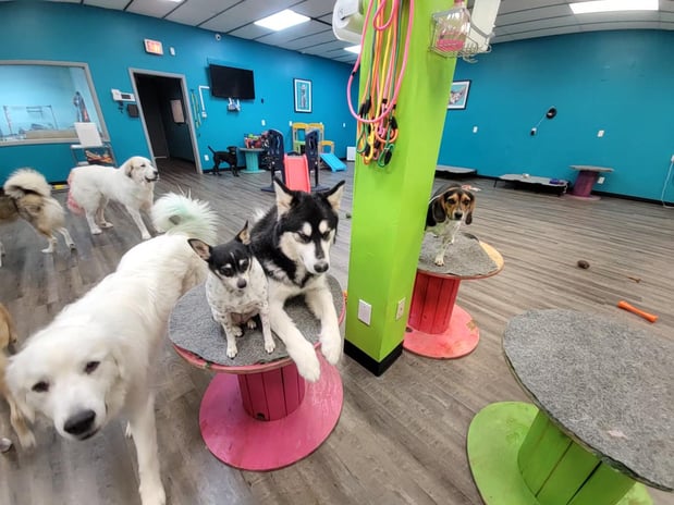 Images K9 Wonderland