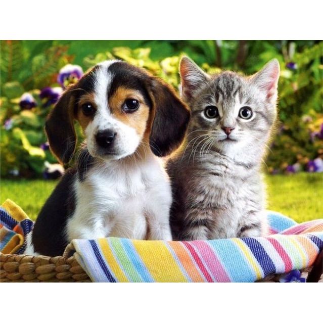 Front Range Veterinary Clinic