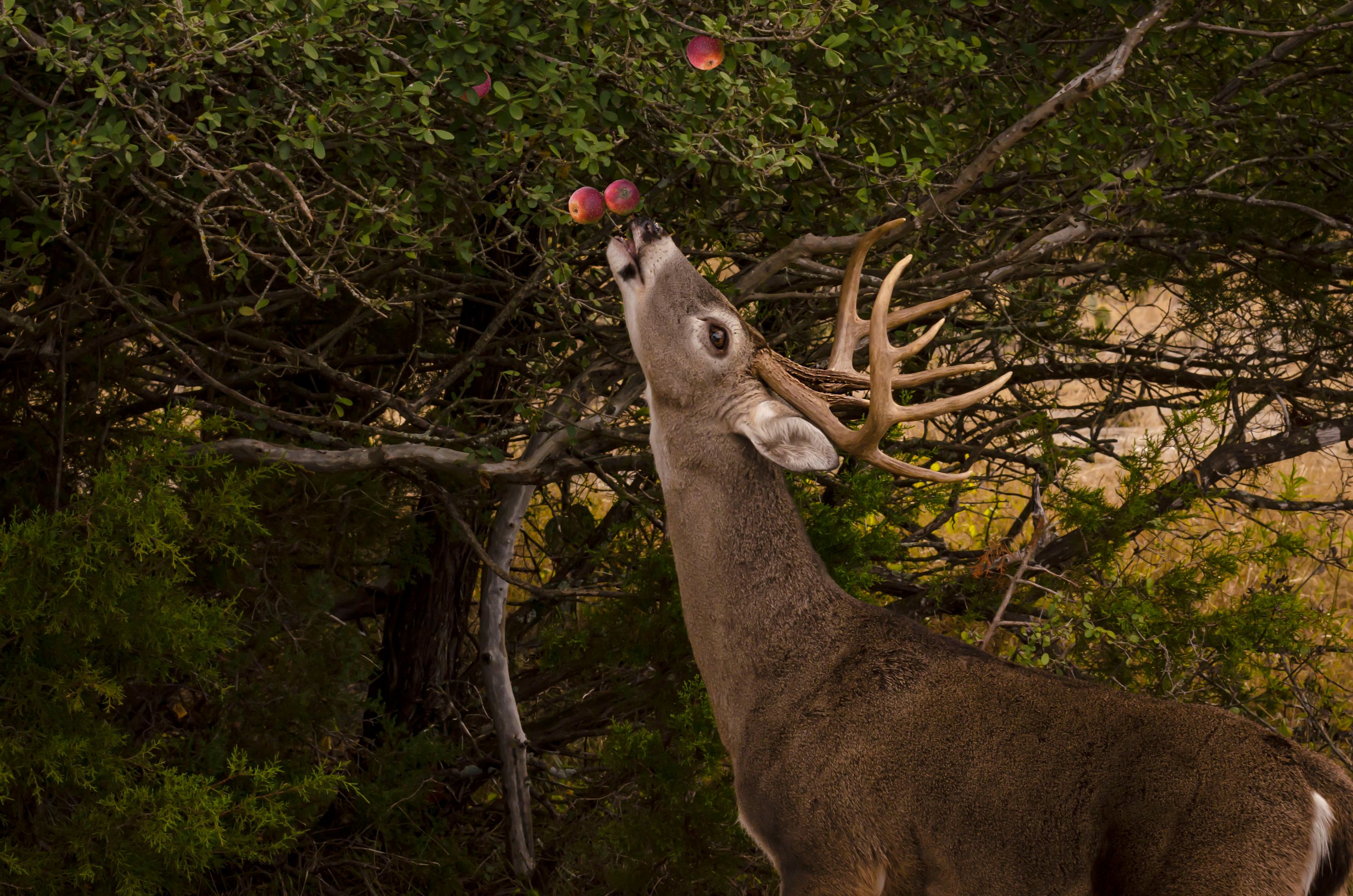 Whitetail Habitat Designs and Food Plot Specialties Logo