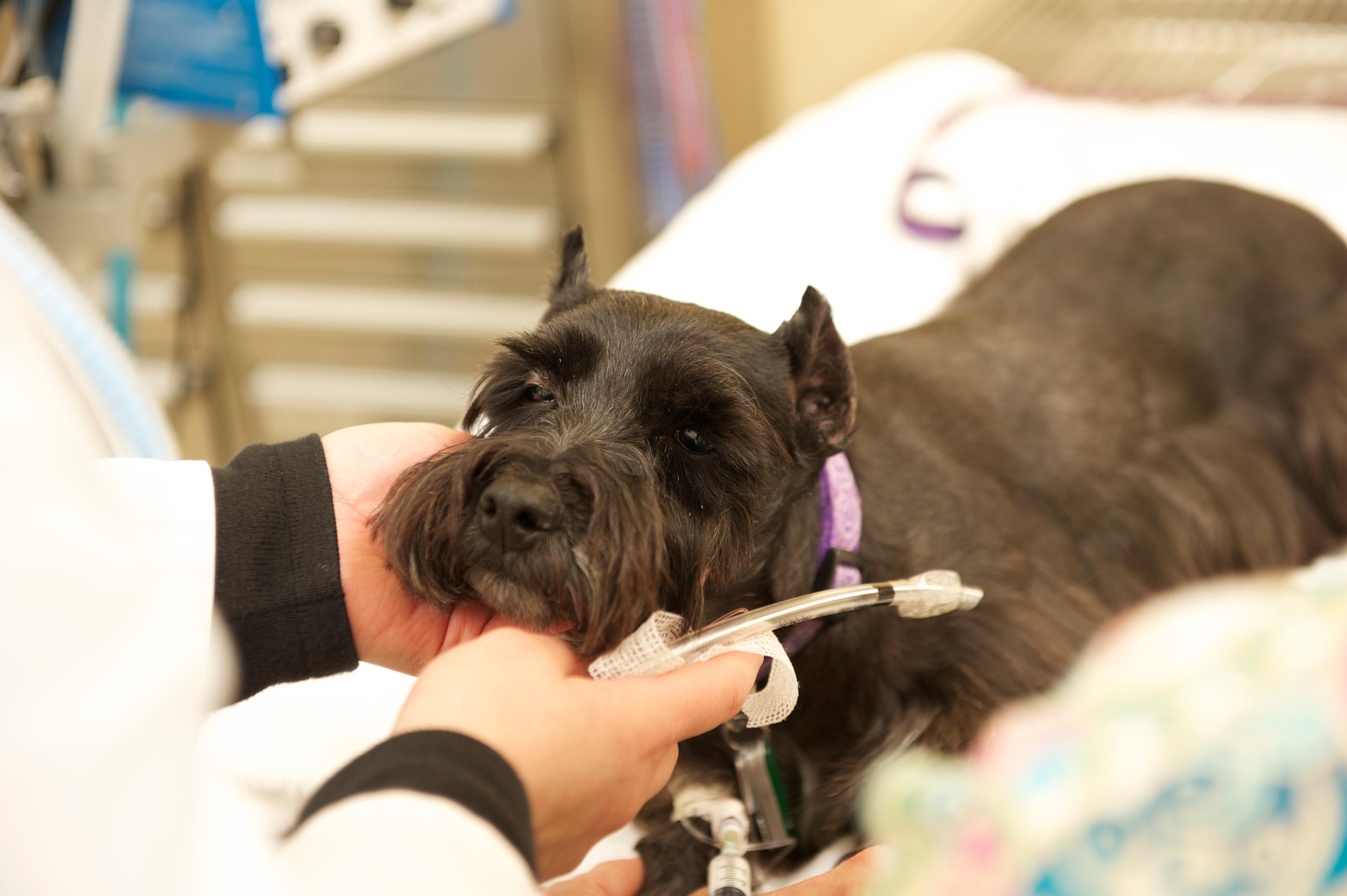 Image 3 | VCA SouthPaws Veterinary Specialists & Emergency Center