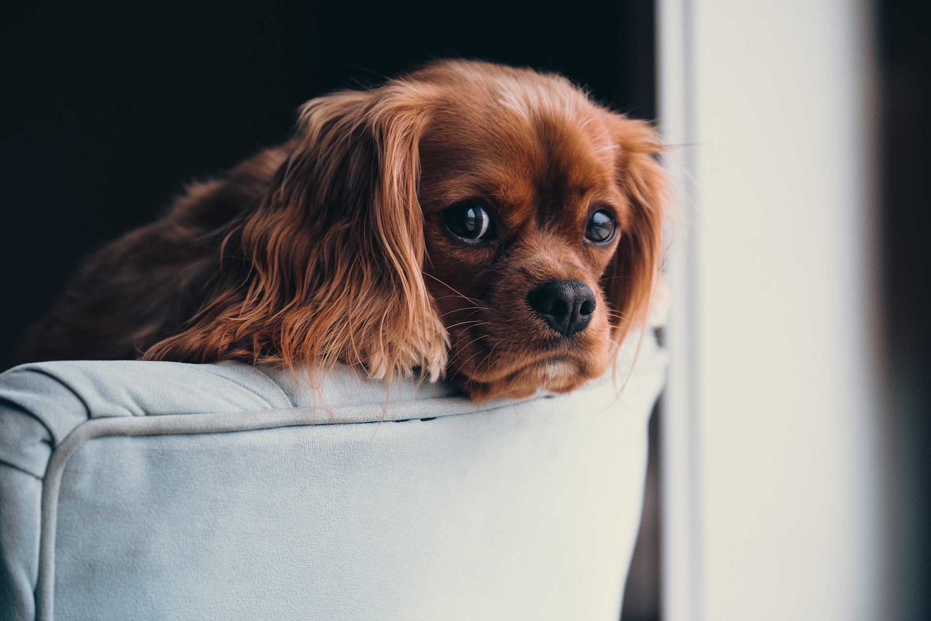 Our Pet Urine & Odor Removal (P.U.R.T) is a revolutionary addition to the carpet & upholstery cleaning industry! Let us help fight the buildup of odors caused by your furriest friends!
