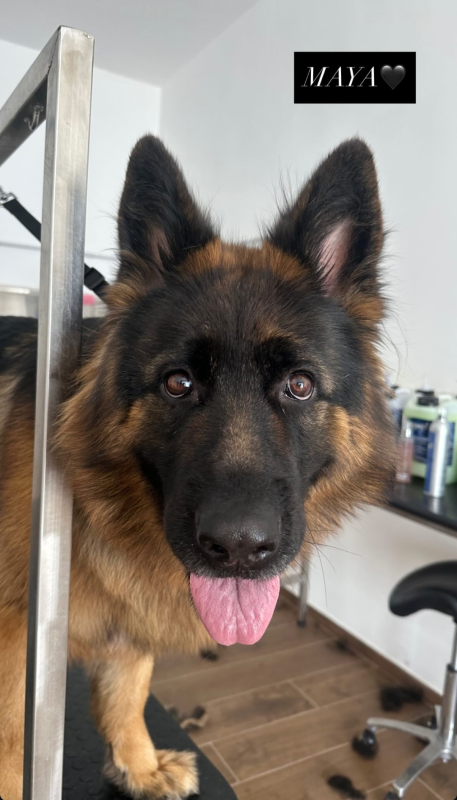 Images Luxury Dog Toelettatura