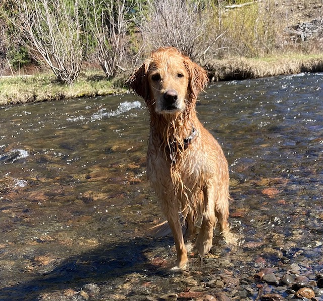 Images FitThotic Custom Footbeds — Bend Factory