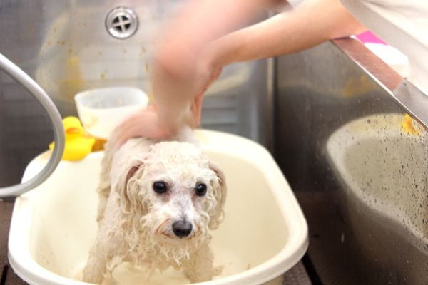 Images ペットショップ 犬の家