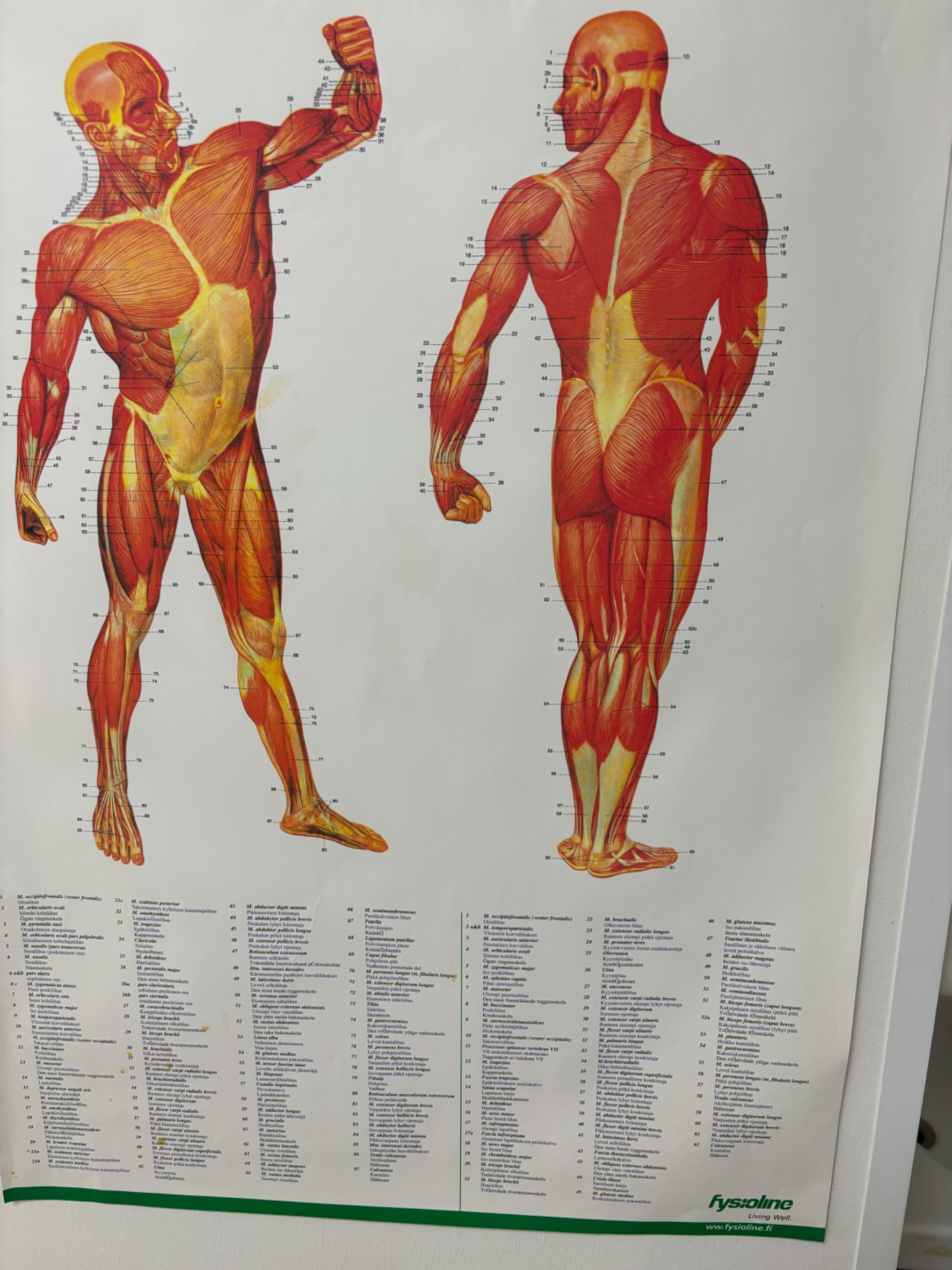 Images Koulutettu hieroja ja PT Mauri Puolakanaho
