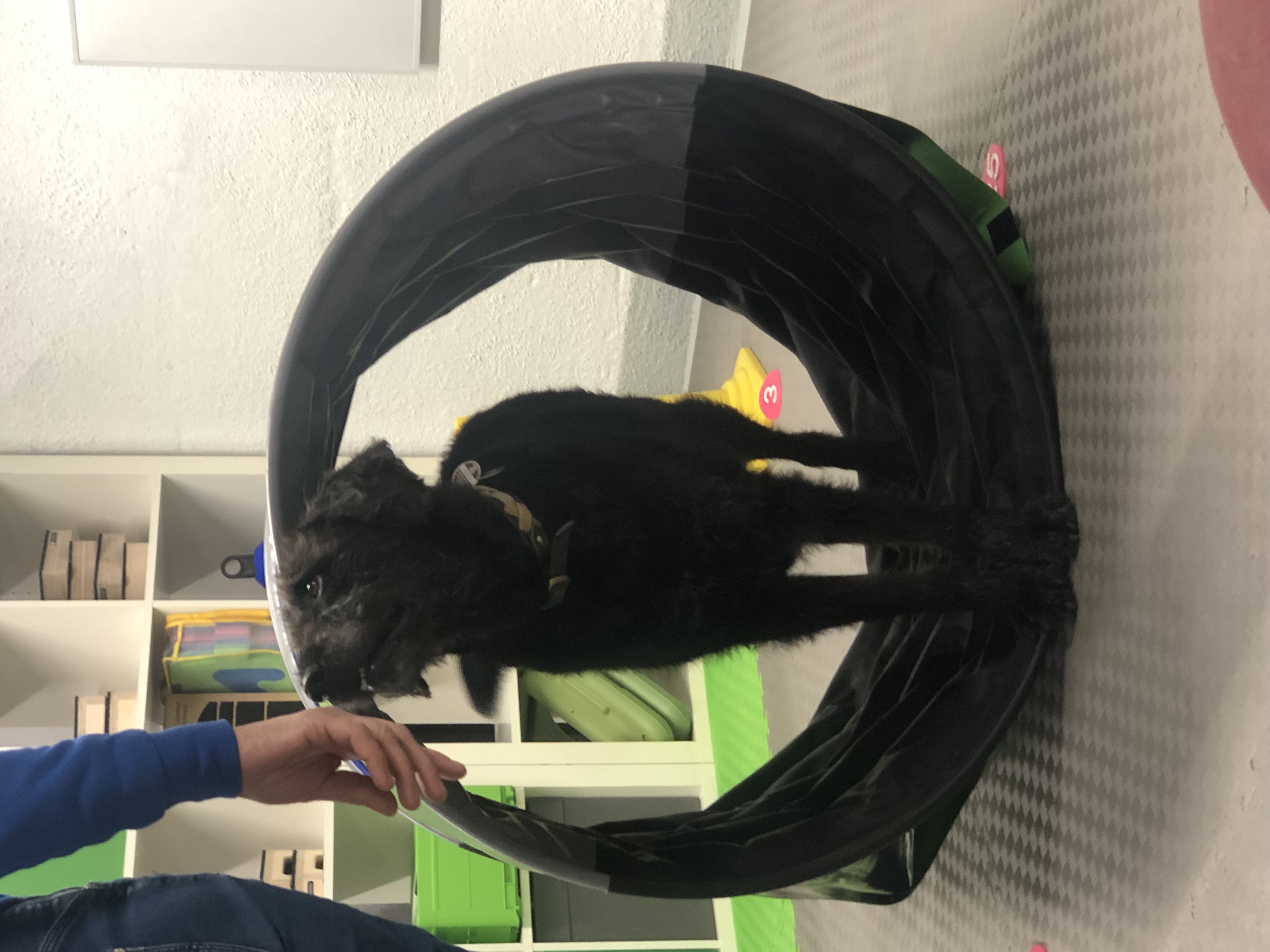 Bilder DOX.fitness - Hundeschule