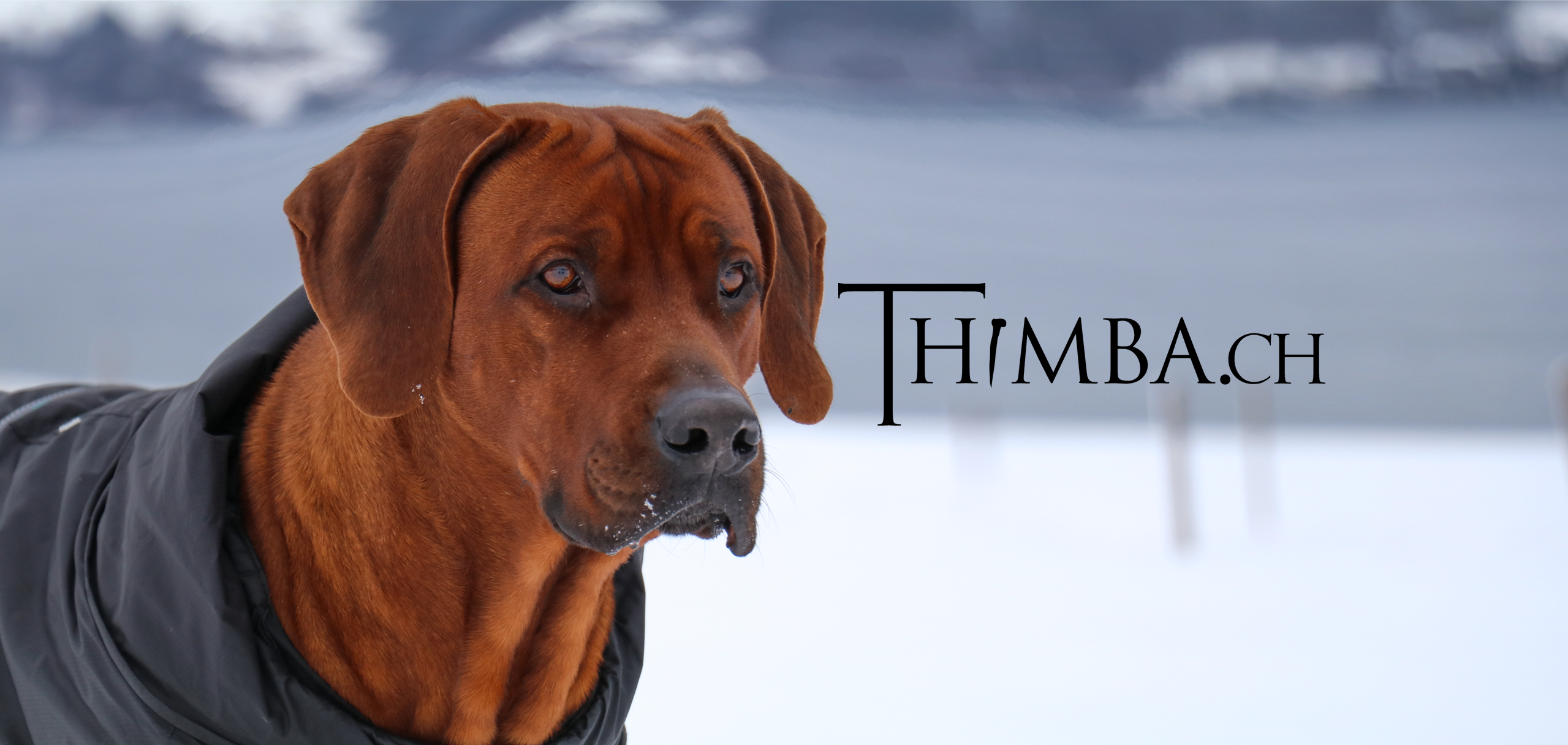 Bilder Thimba GmbH