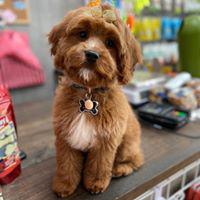 Do you need travel products for your pets? Woof Gang Bakery & Grooming  will deliver everything from food and supplements to treats, clothing, bedding and travel gear to keep your animals happy and healthy while on the journey.