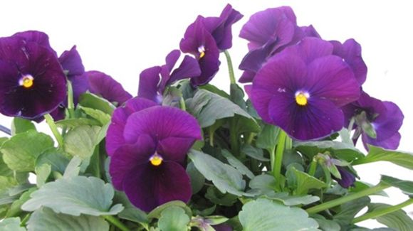 Images Kukkakauppa Asariina