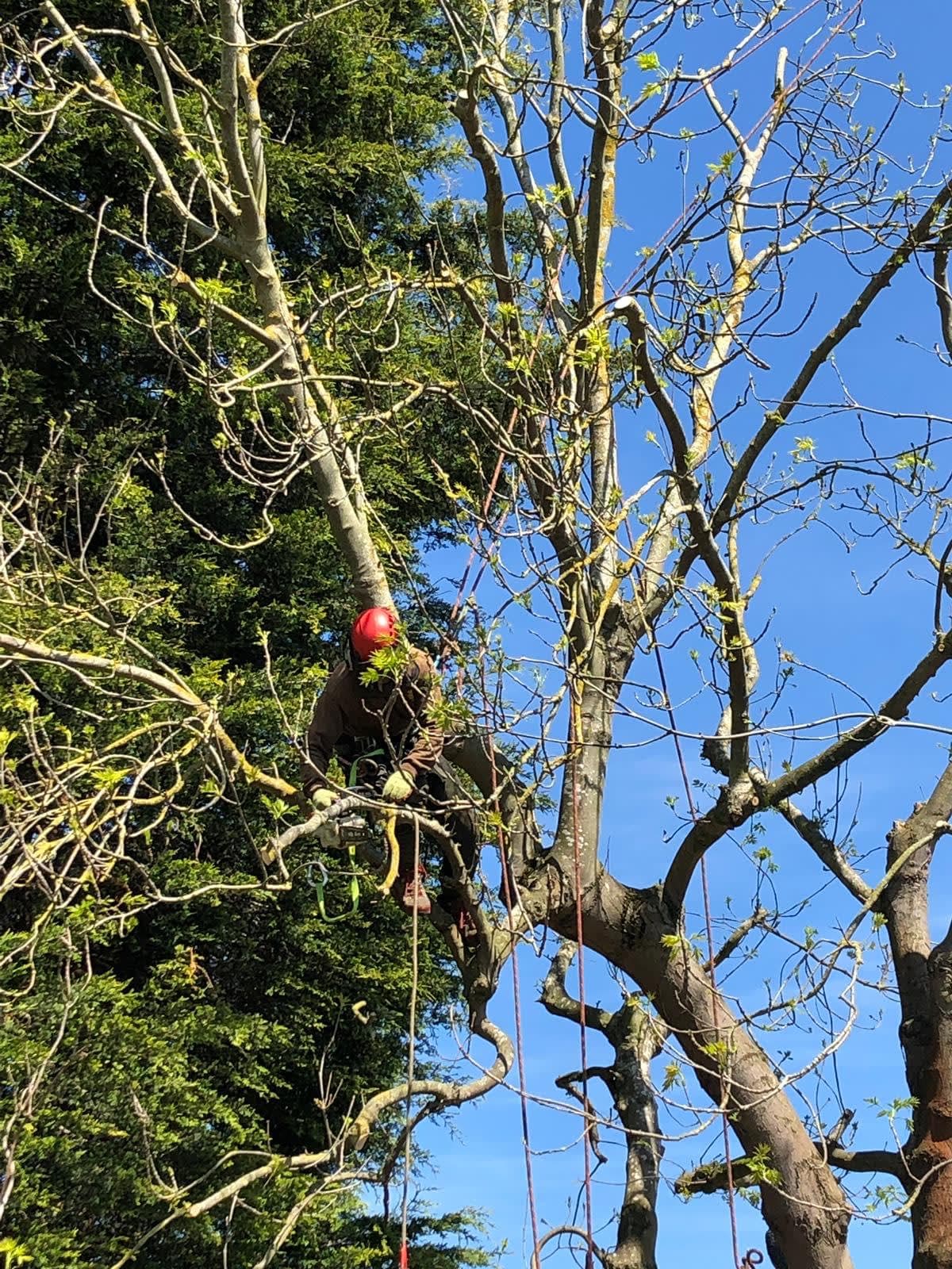 Images Ms Tree Care Ltd