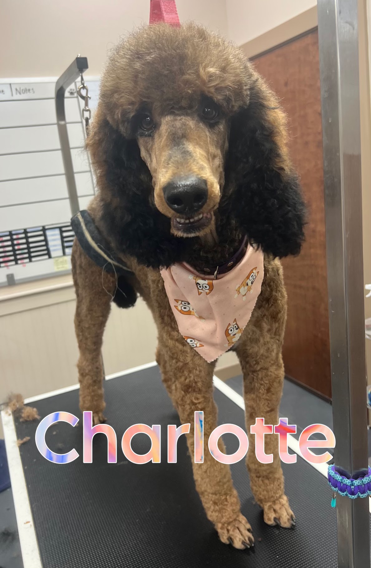 A brown poodle wearing a bandana with cartoon dog faces stands on a grooming table. The poodle has a fluffy coat and dark curly fur around its face and legs. It is wearing a pink bandana with a repeating pattern of cartoon dogs. The word "Charlotte" is overlaid on the bottom of the image in a colorful font.