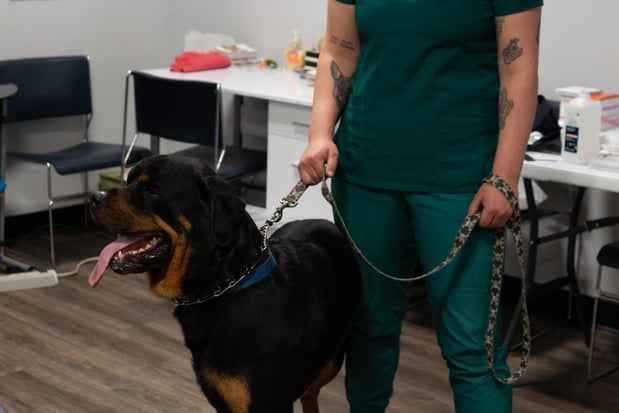 Images Furgent Care Vet