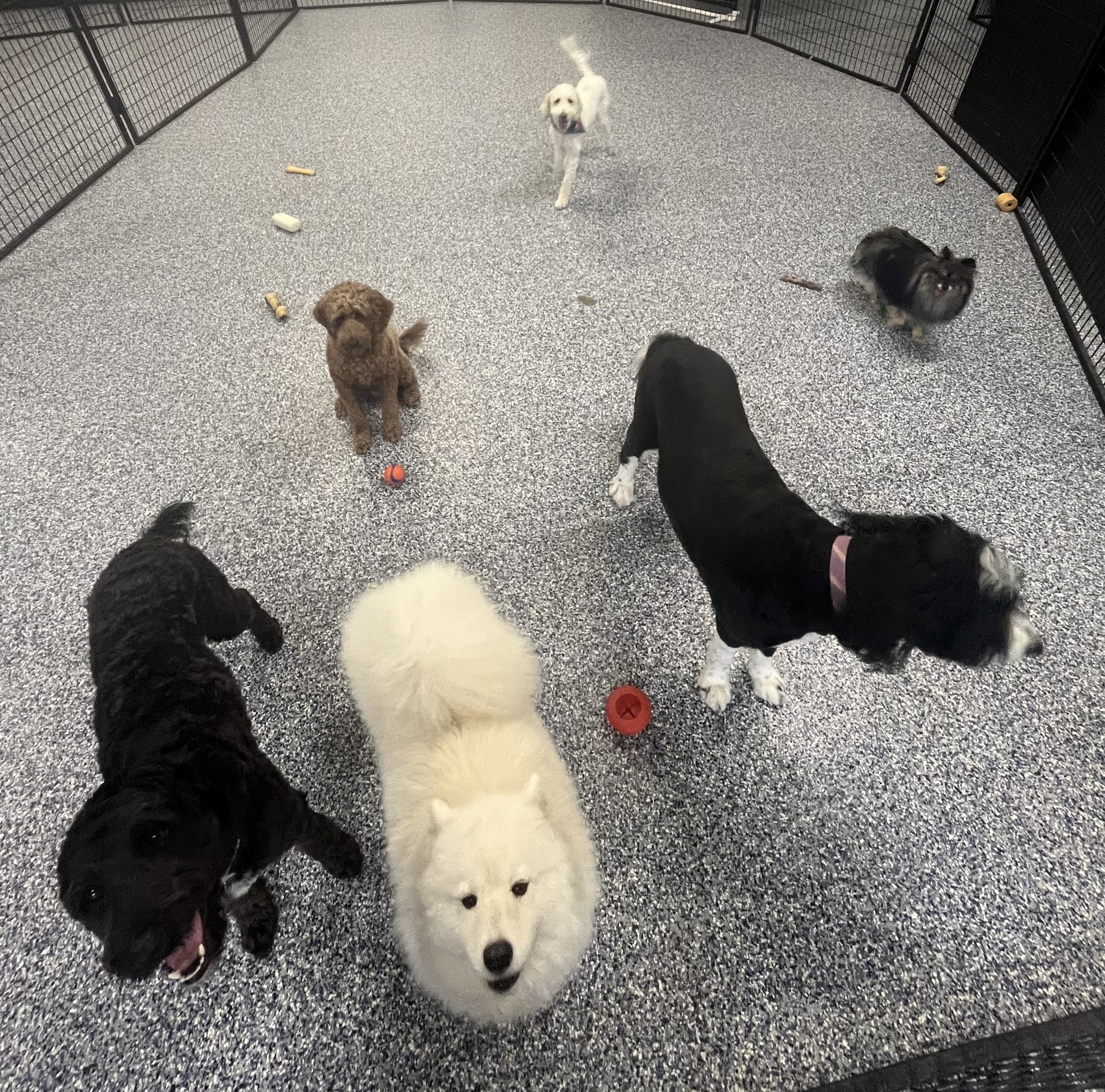 Dogs of different sizes enjoying supervised group play in the indoor daycare playroom. 