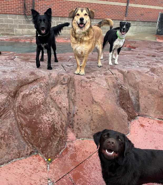 Images VCA Mountainview Animal Hospital & Pet Lodge