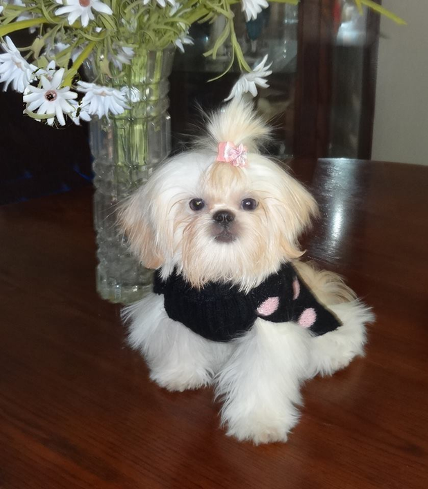Images Victorian Dynasty Shih Tzu
