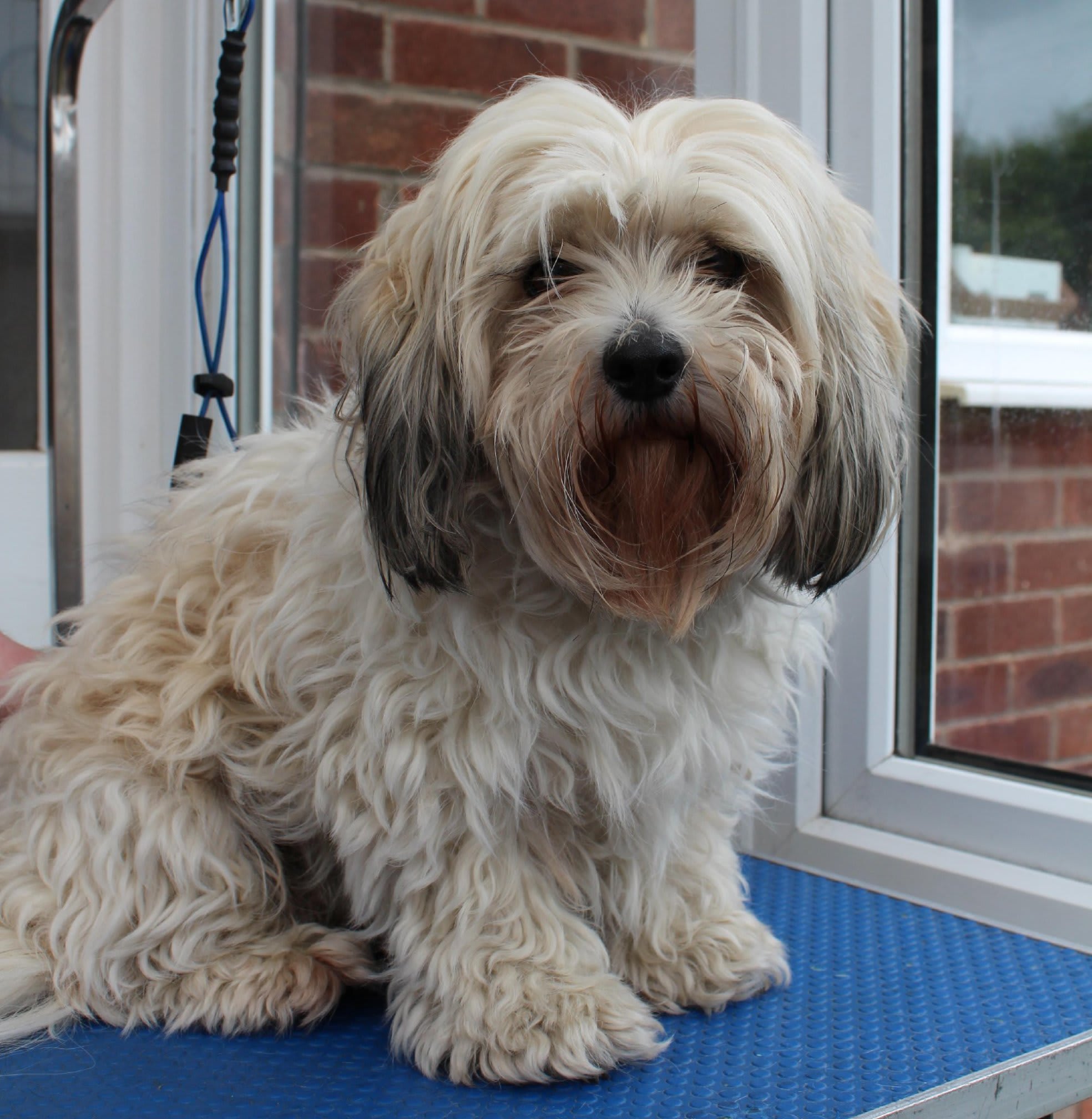 Paw-Fect Dog Grooming Thornton-Cleveleys 01253 829049