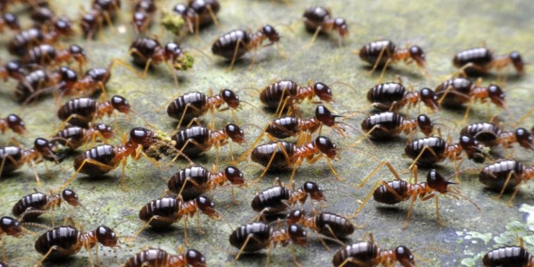 Get rid of termites before the damage gets out of hand.